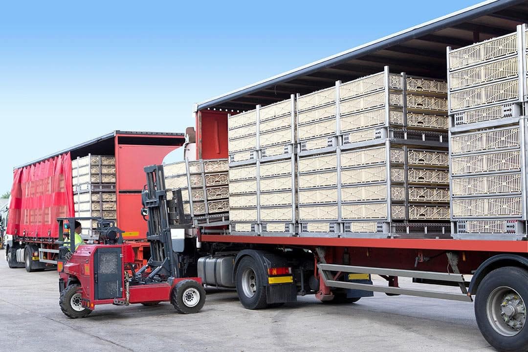 Poultry crates being loaded onto an Exim Agrology distribution truck